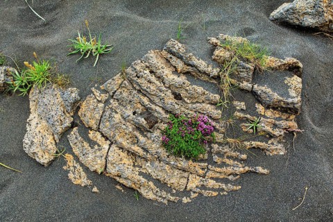 Arctic thyme on igneous rocks