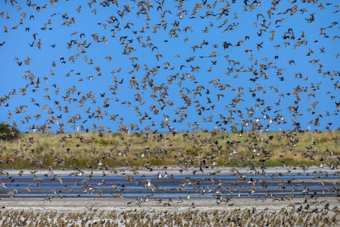 European golden plover