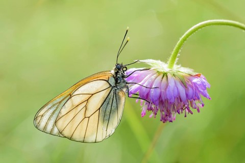 Black-veined white fire butterfly