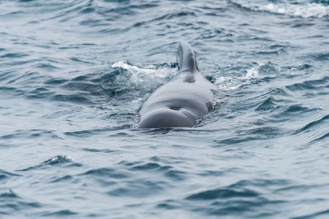 Long-finned pilot whale