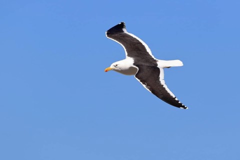 Kelp Gull
