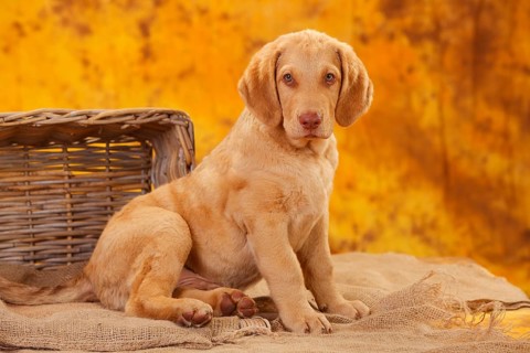 Chesapeake Bay Retriever