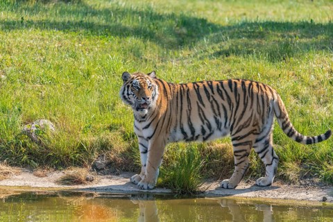 Siberian tiger