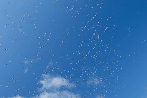 Snow geese