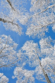 Tree tops of deep snow covered beech forest against blue sky in Neuchatel Jura