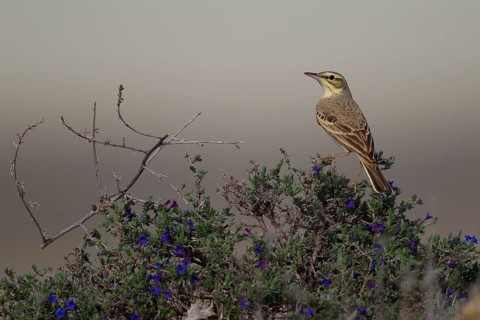 Tawny Pipit