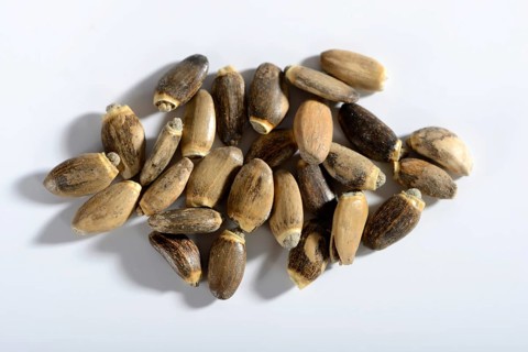 Carduus marianus