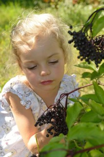 Girl harvesting elderberries