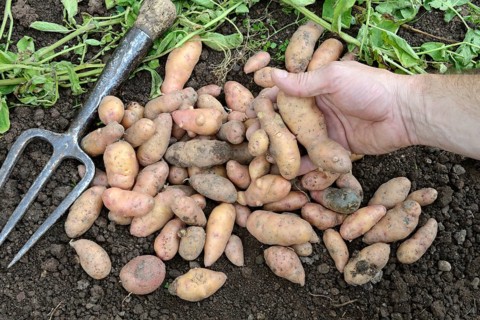 Potatoes