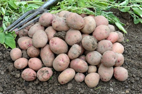 Potatoes