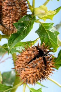 Jimson Weed e