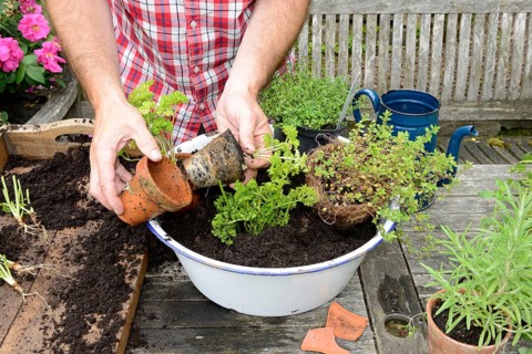 Planting of plant pots with herbs