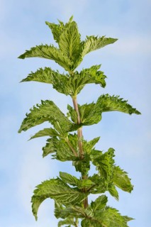 Nane Peppermint