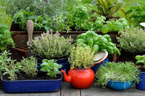 Various herbs in old bowls and cups