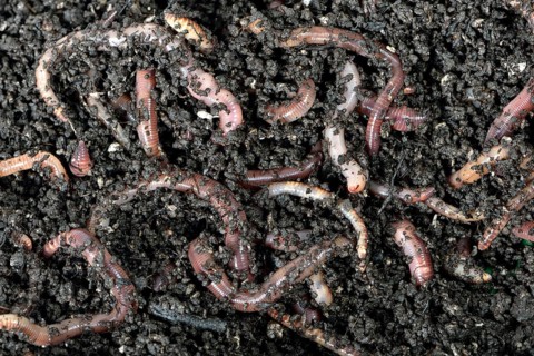 Giant Redworms
