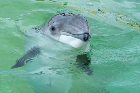 Harbour porpoise