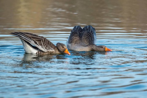 Greylag geese