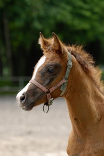 Arabian thoroughbred