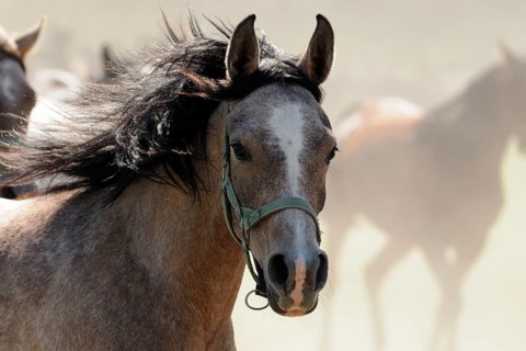 Arabian thoroughbred