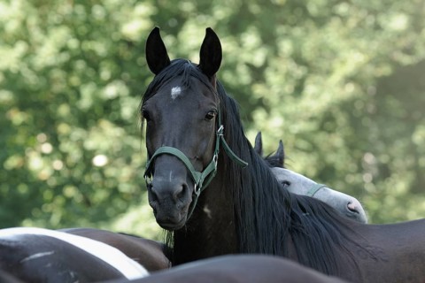Arabian thoroughbred