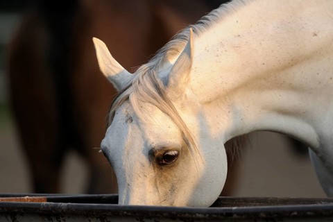 Arabian thoroughbred