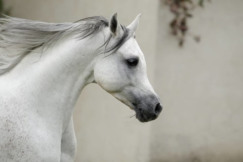 Arabian thoroughbred