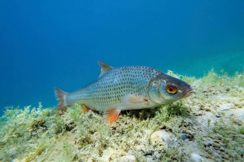 Common Roach