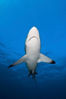 Blacktip Shark