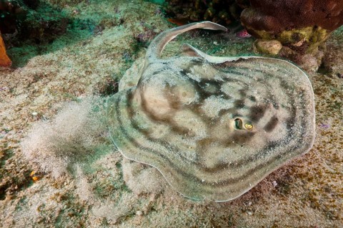 Eye spotted round ray