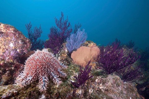 Crown-of-thorns starfish