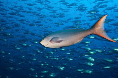 Pacific creolefish