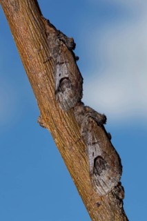 Pebble Prominent Moth