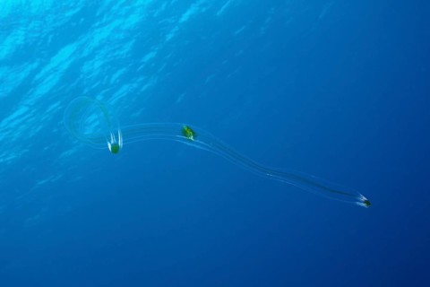 Venus belt ribbed jellyfish