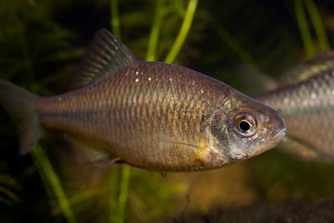 European bitterling