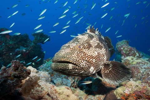Malabar grouper