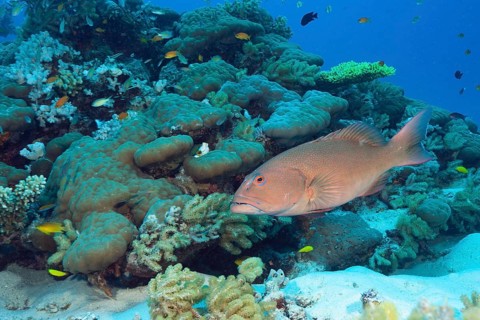 Leopard coral grouper