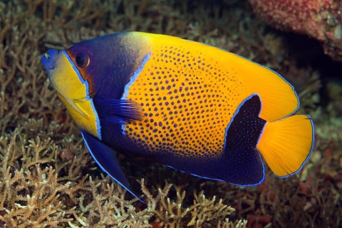 Blue-girdled angelfish