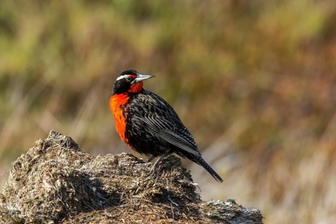 Carcass Island