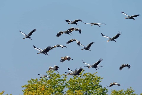 Black crowned cranes