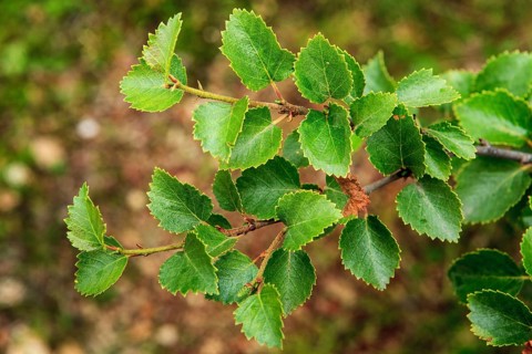 Dwarf birch
