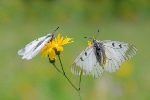 Male Black Apollo