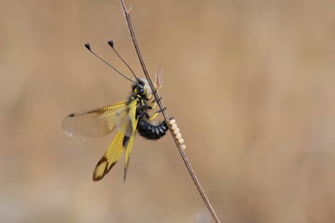 Cretan butterfly shad