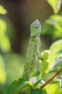 Mediterranean chameleon