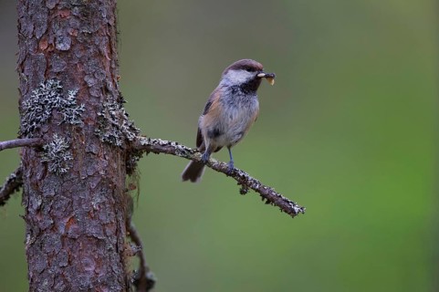 Grey-headed Chickadee