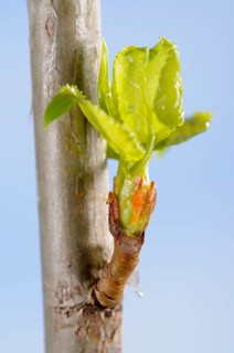 Black poplar
