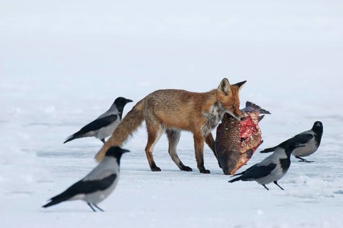 Fox