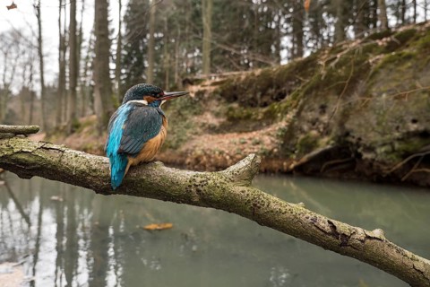 Common kingfisher