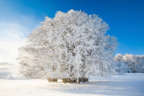 Huge beech tree covered with deep snow under blue sky