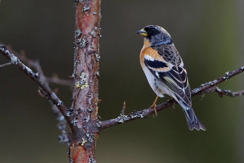 Brambling