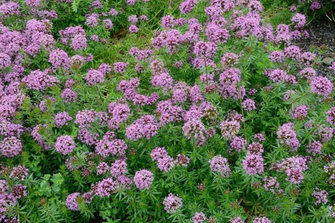 Valerian face